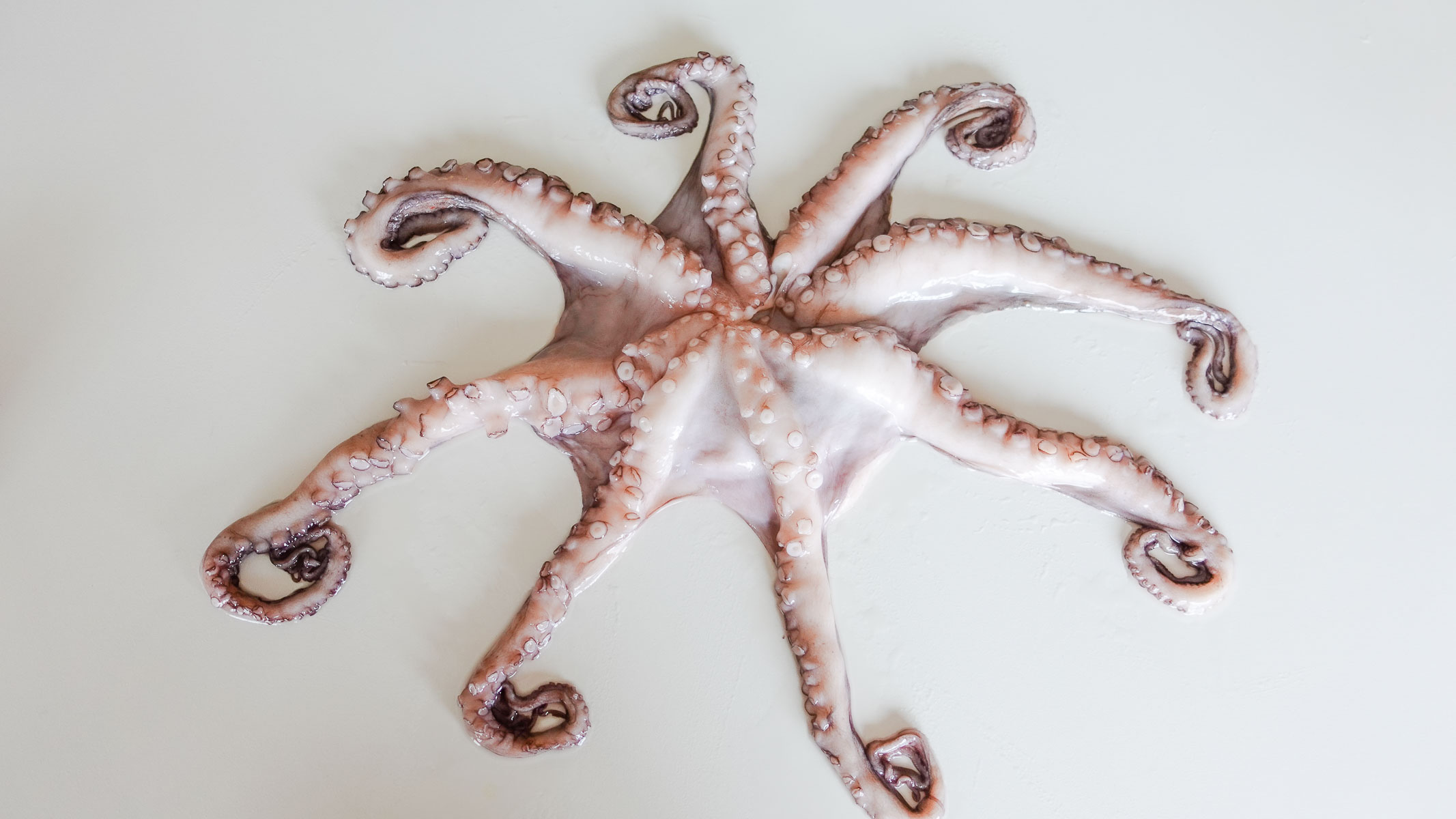 Fresh octopus on a white table